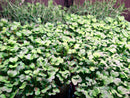 Micro Greens-2