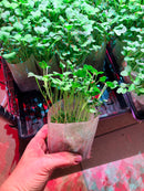 Micro Greens-1