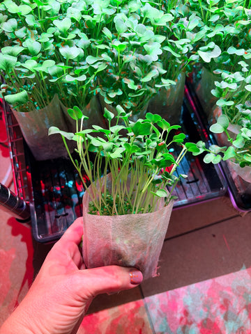 Micro Greens