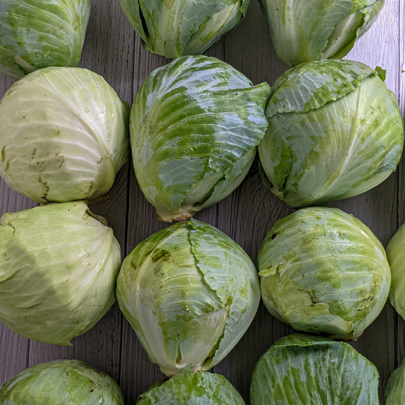 Green Cabbage