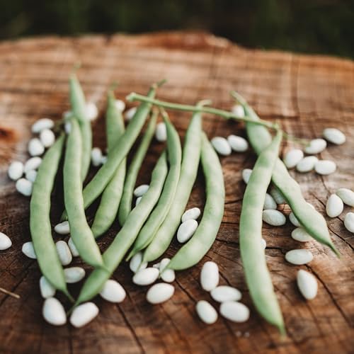 Half Runner Green Beans