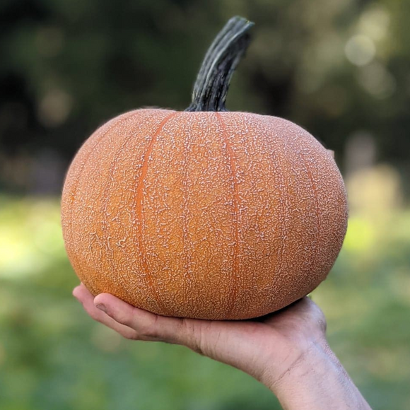 Pie Pumpkins