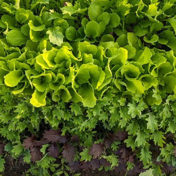 Mesclun Lettuce Greens Mix